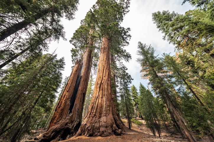 Sequoia Tree